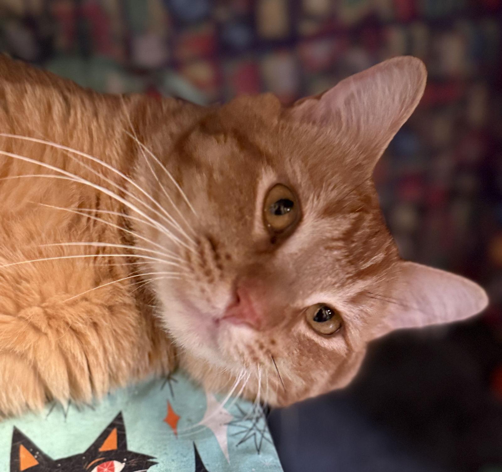 Enlarge garfield, a Adopted mixed breed in San Jose, CA image 3/3