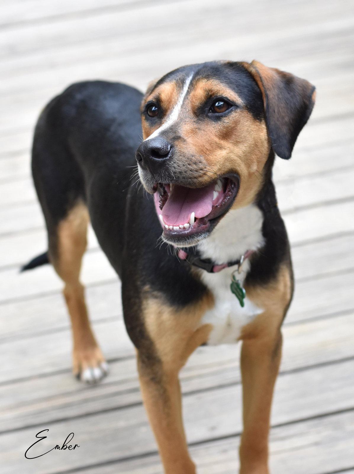 Ember, Adoptable, Young Female Bernese Mountain Dog & Labrador Retriever.