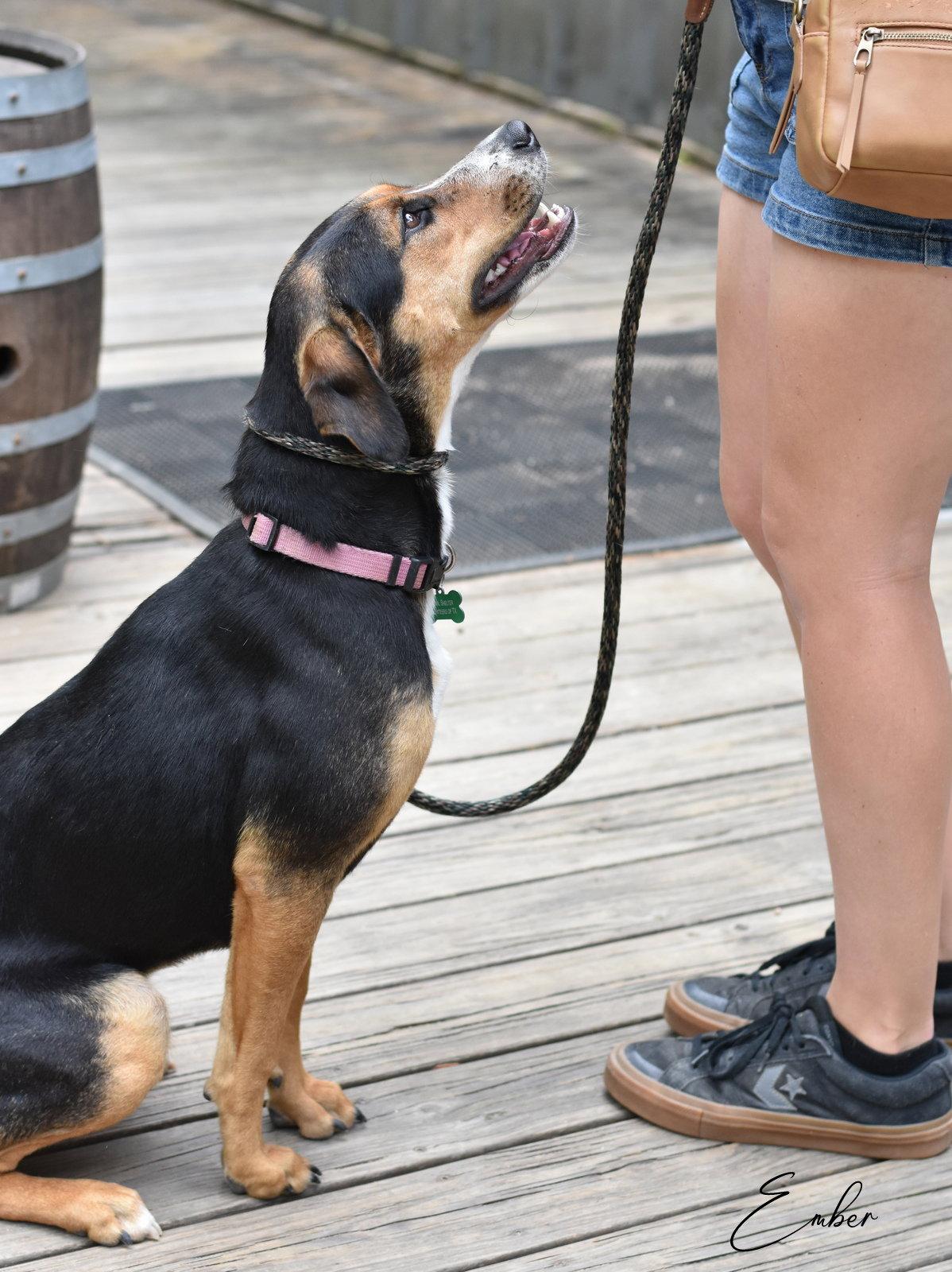 Enlarge Ember, a Adoptable mixed breed in Montgomery, TX image 2/3