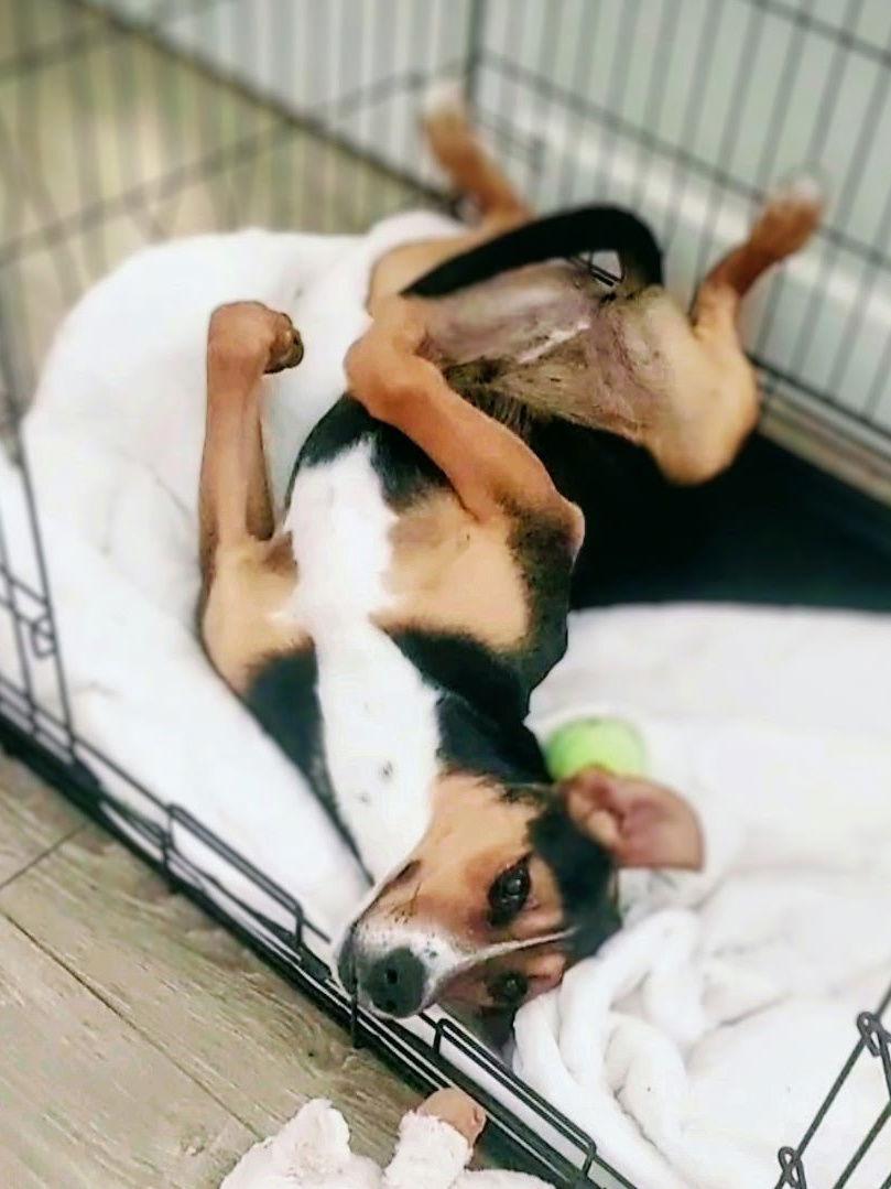 Enlarge Ember, a Adoptable mixed breed in Montgomery, TX image 1/3