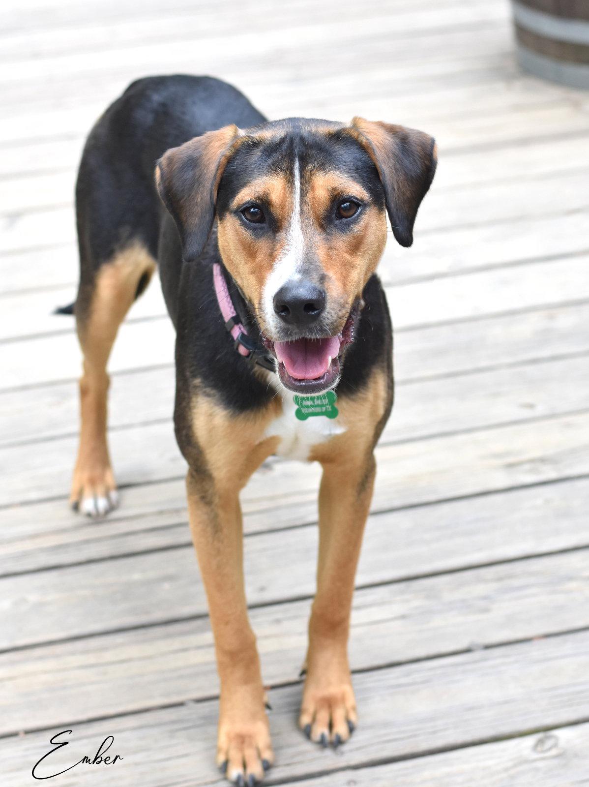 Enlarge Ember, a Adoptable mixed breed in Montgomery, TX image 3/3