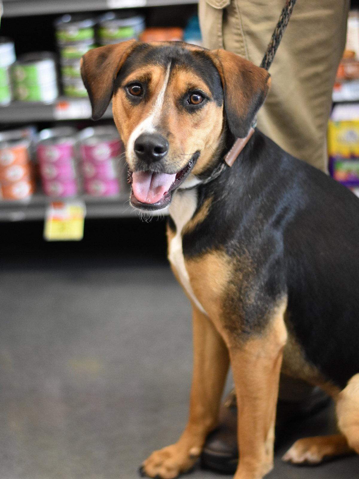 Ember, a Adoptable mixed breed in Montgomery, TX image 2/3