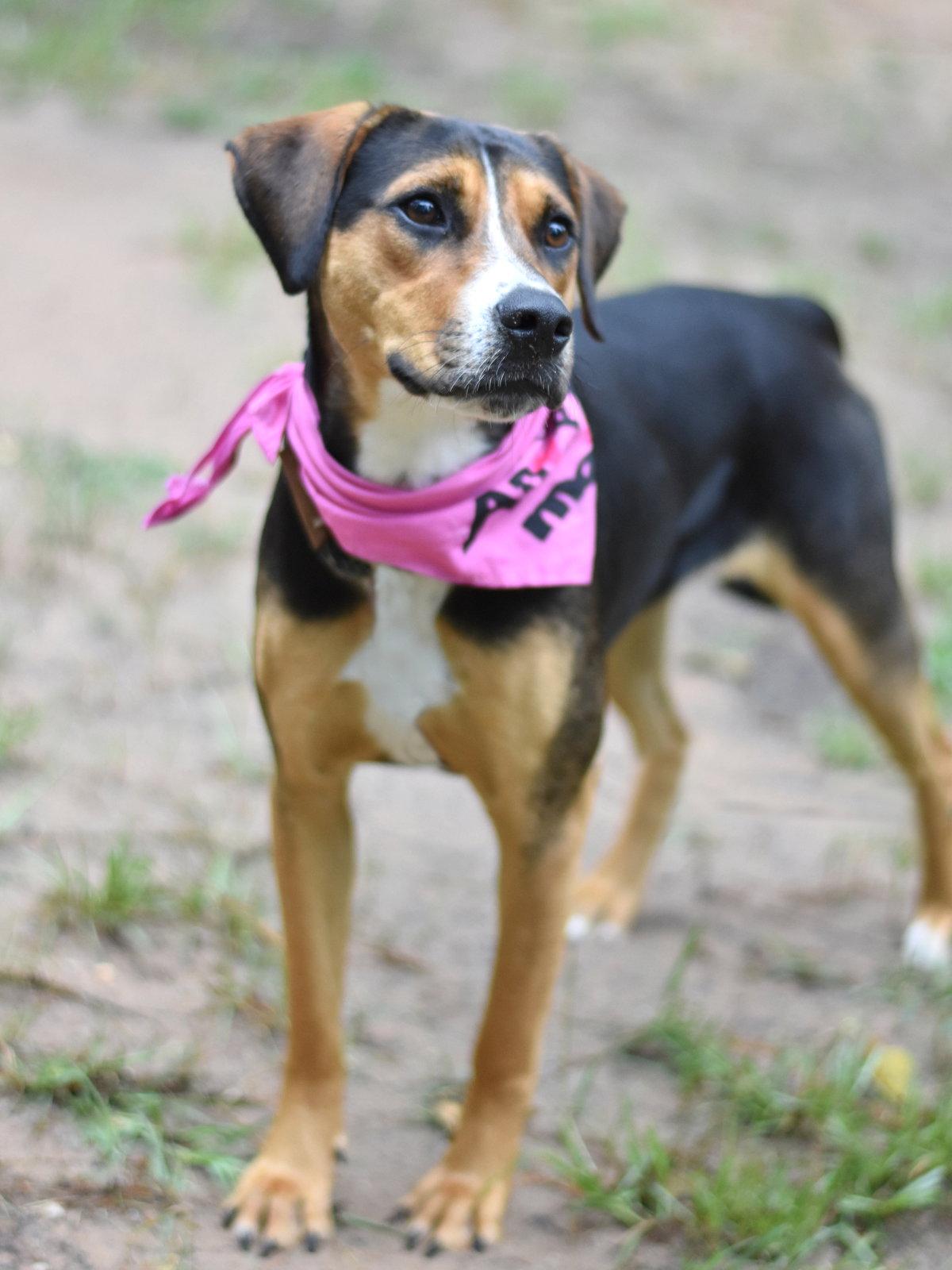 Ember, a Adoptable mixed breed in Montgomery, TX image 3/3