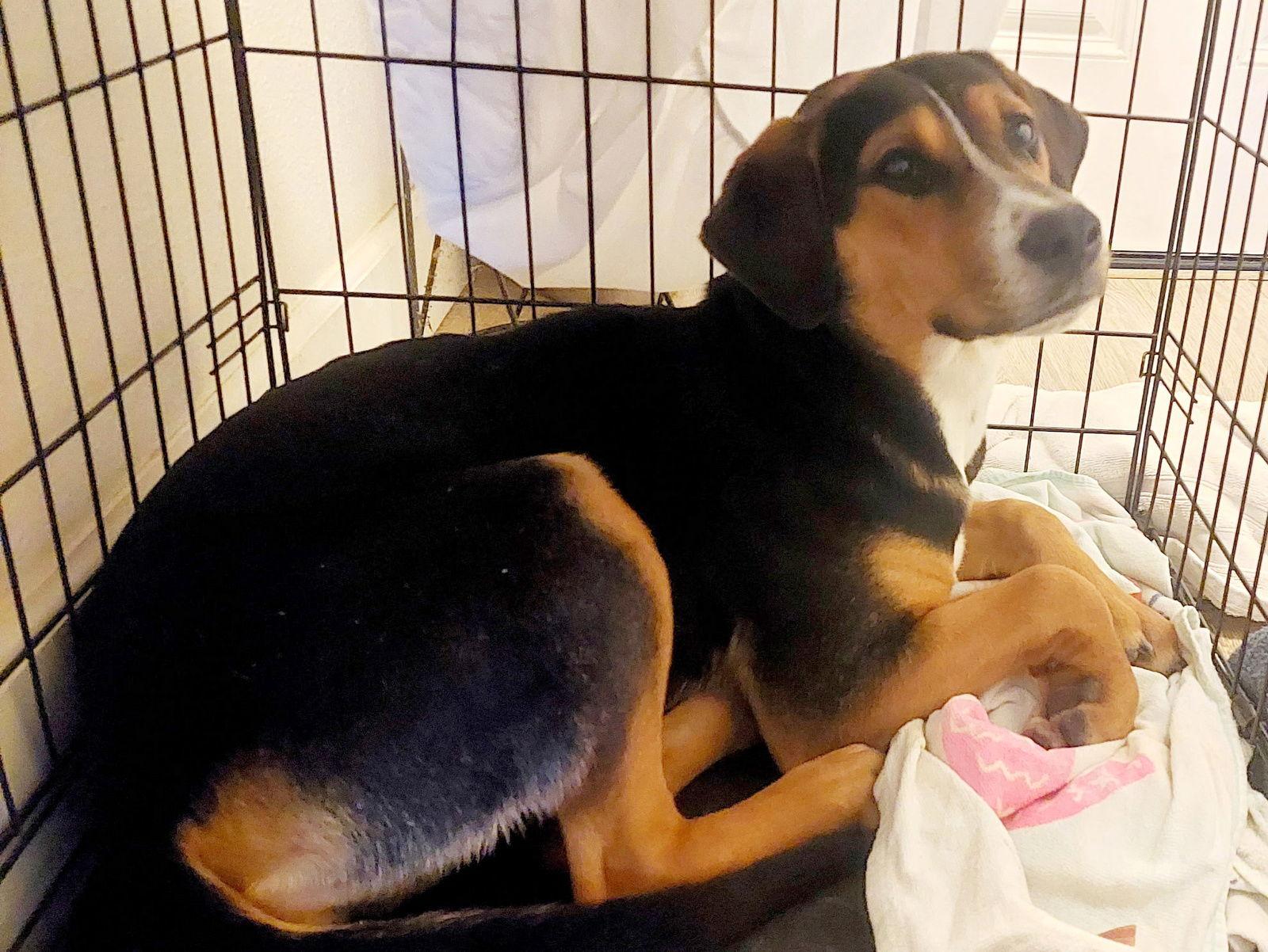 Enlarge Ember, a Adoptable mixed breed in Montgomery, TX image 2/3