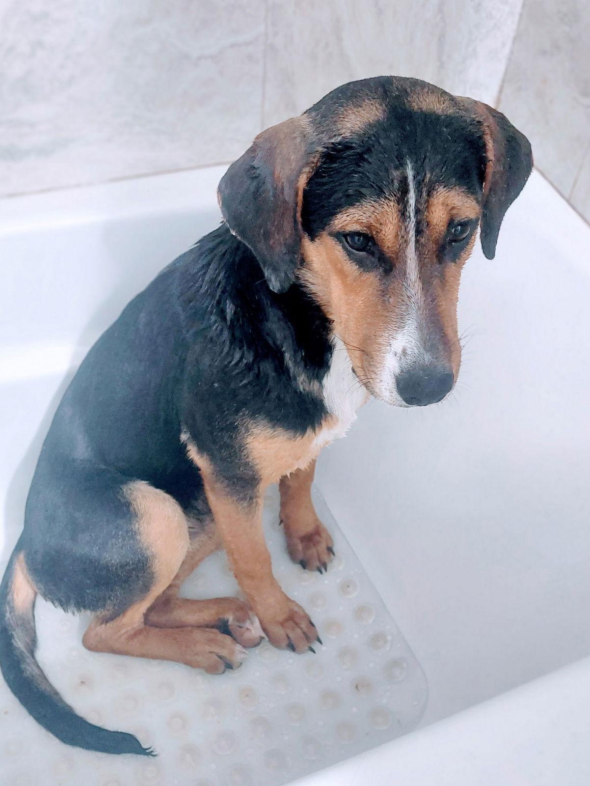 Enlarge Ember, a Adoptable mixed breed in Montgomery, TX image 3/3