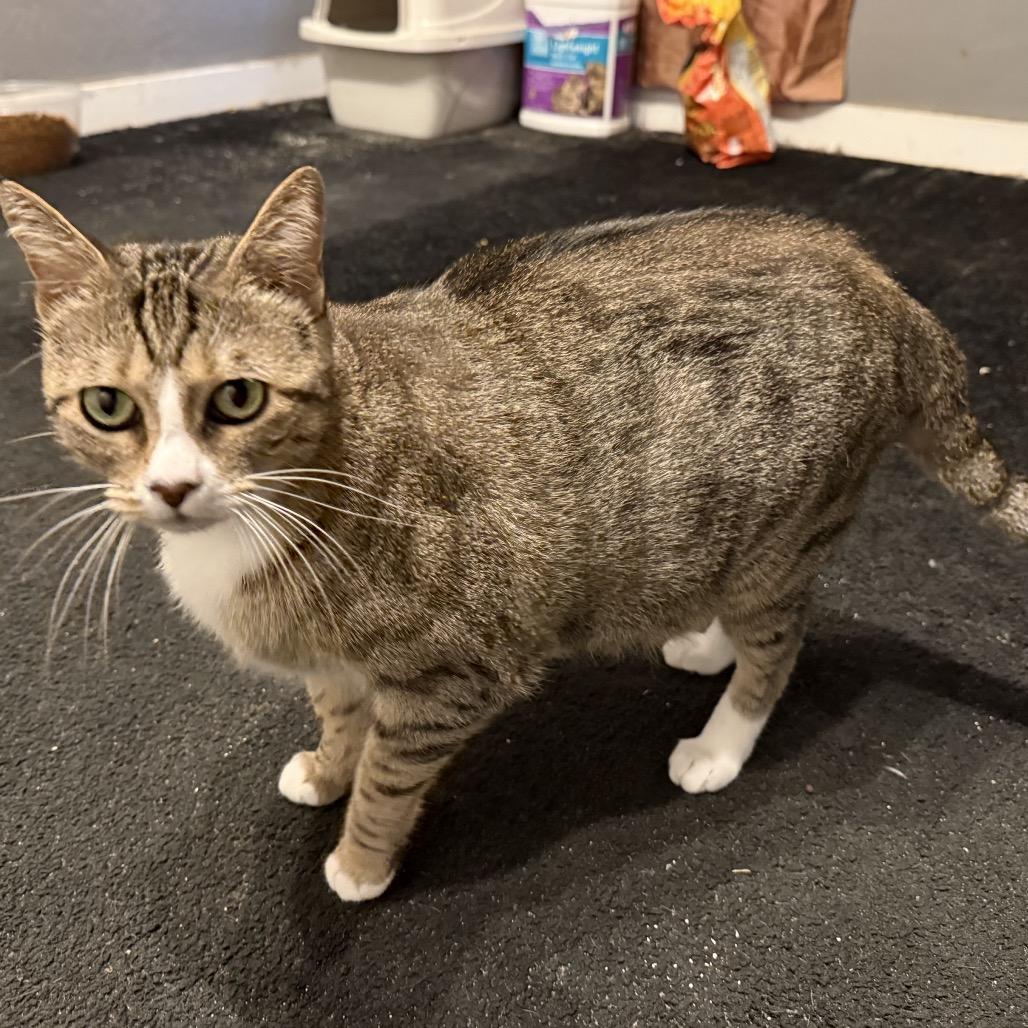 May, Adoptable, Adult Female Domestic Short Hair.