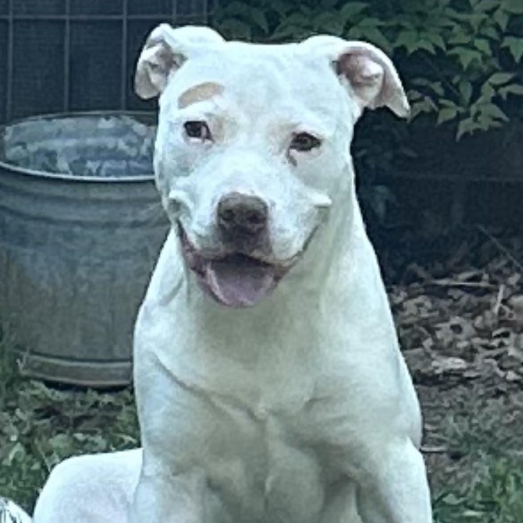 Enlarge Boo, a ADOPTABLE Pit Bull Terrier in CUMMING, GA image 2/5