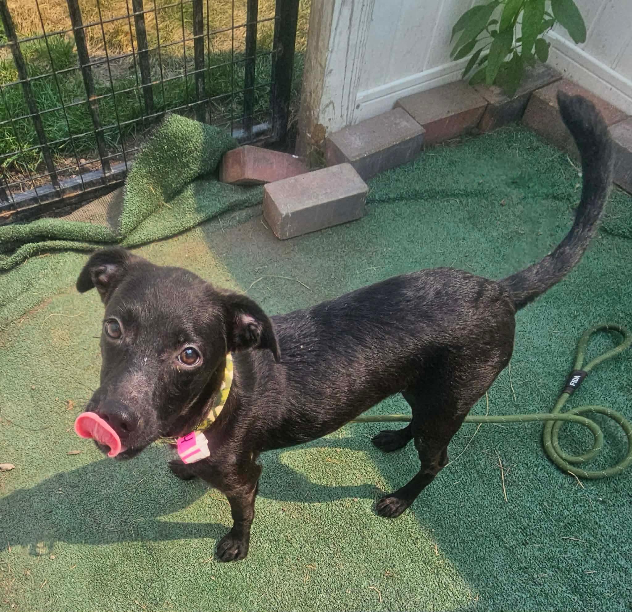 Shelly, a ADOPTABLE mixed breed in Minooka, IL image 3/4