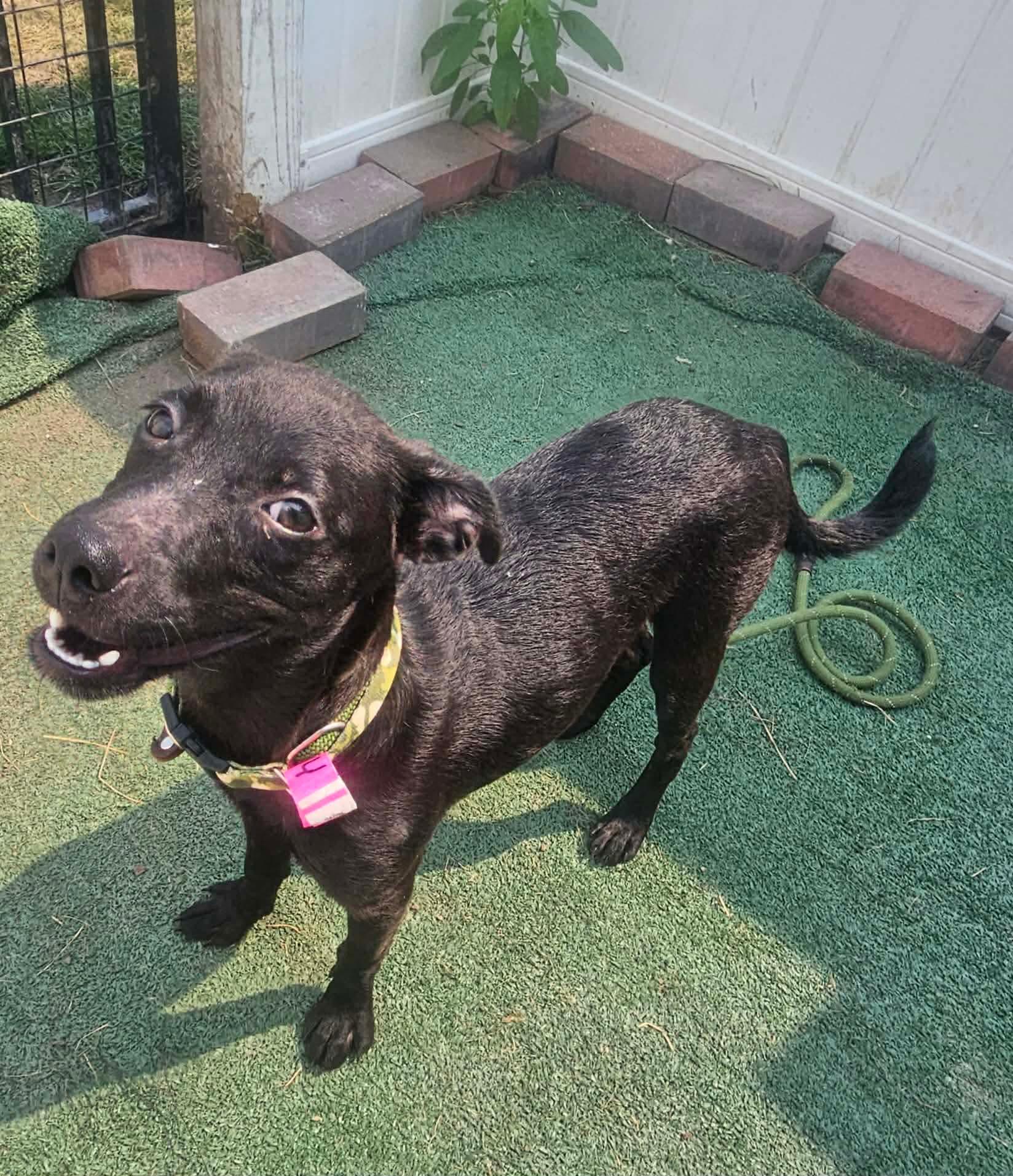 Shelly, a ADOPTABLE mixed breed in Minooka, IL image 1/4