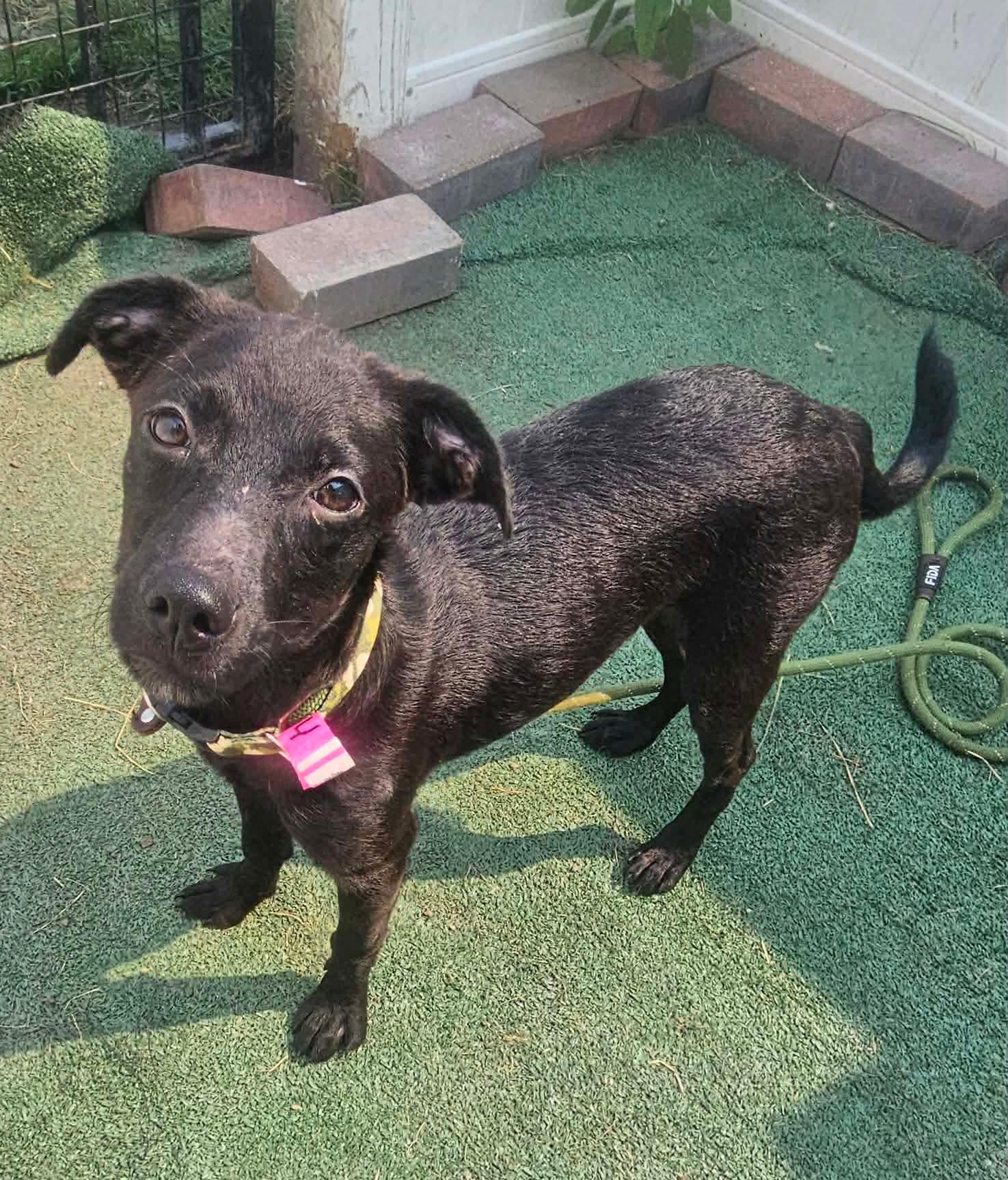 Shelly, a ADOPTABLE mixed breed in Minooka, IL image 4/4