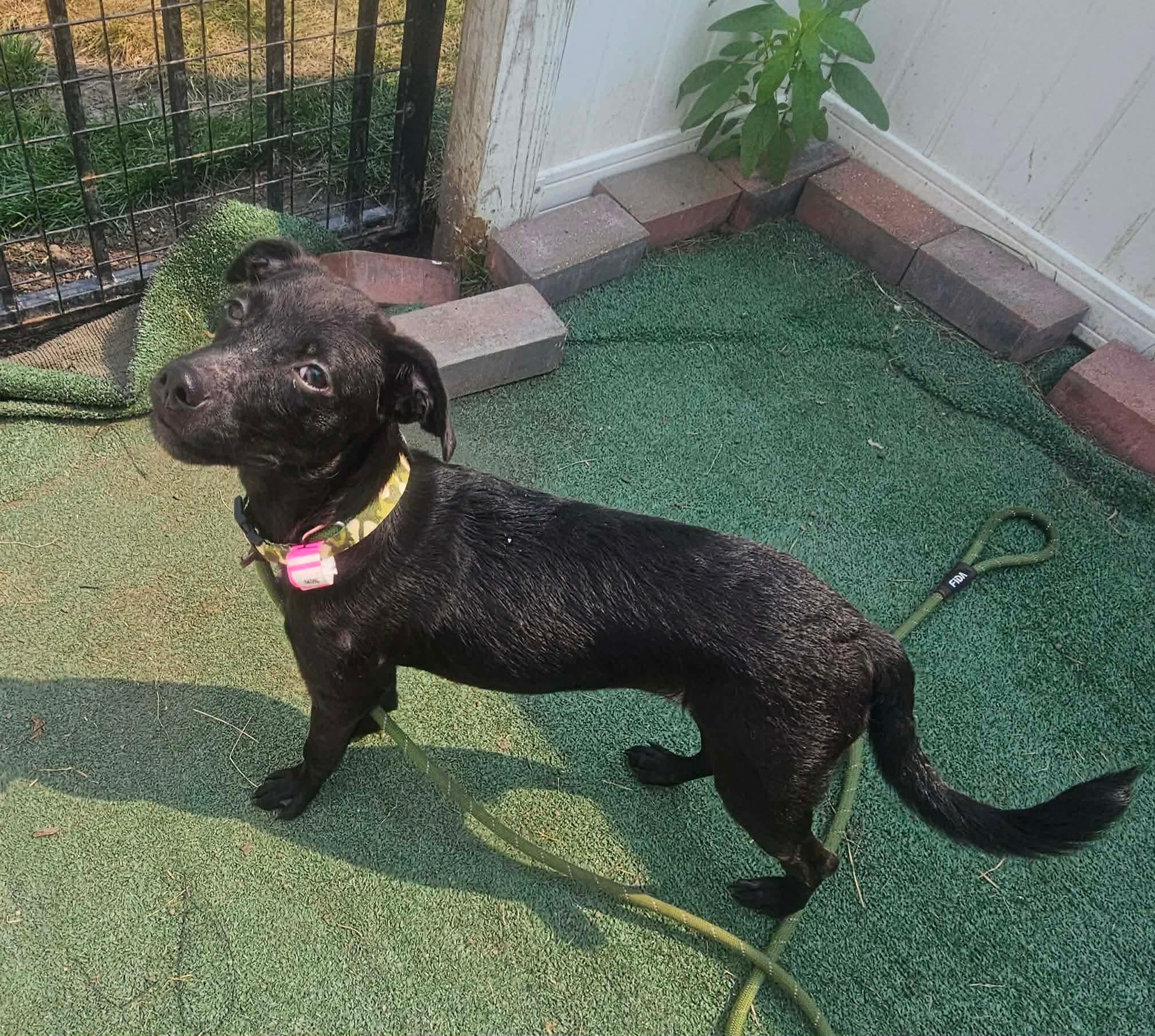 Shelly, a ADOPTABLE mixed breed in Minooka, IL image 2/4
