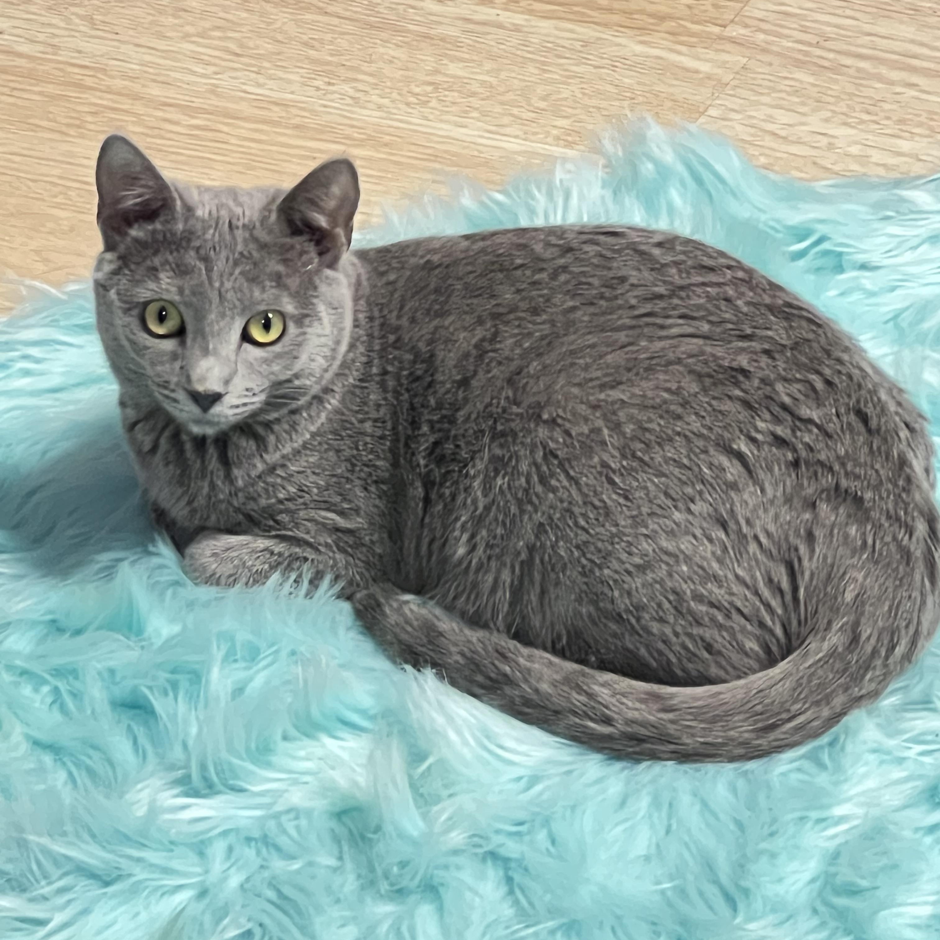 Gracie, Adoptable, Young Female British Shorthair & Domestic Short Hair.