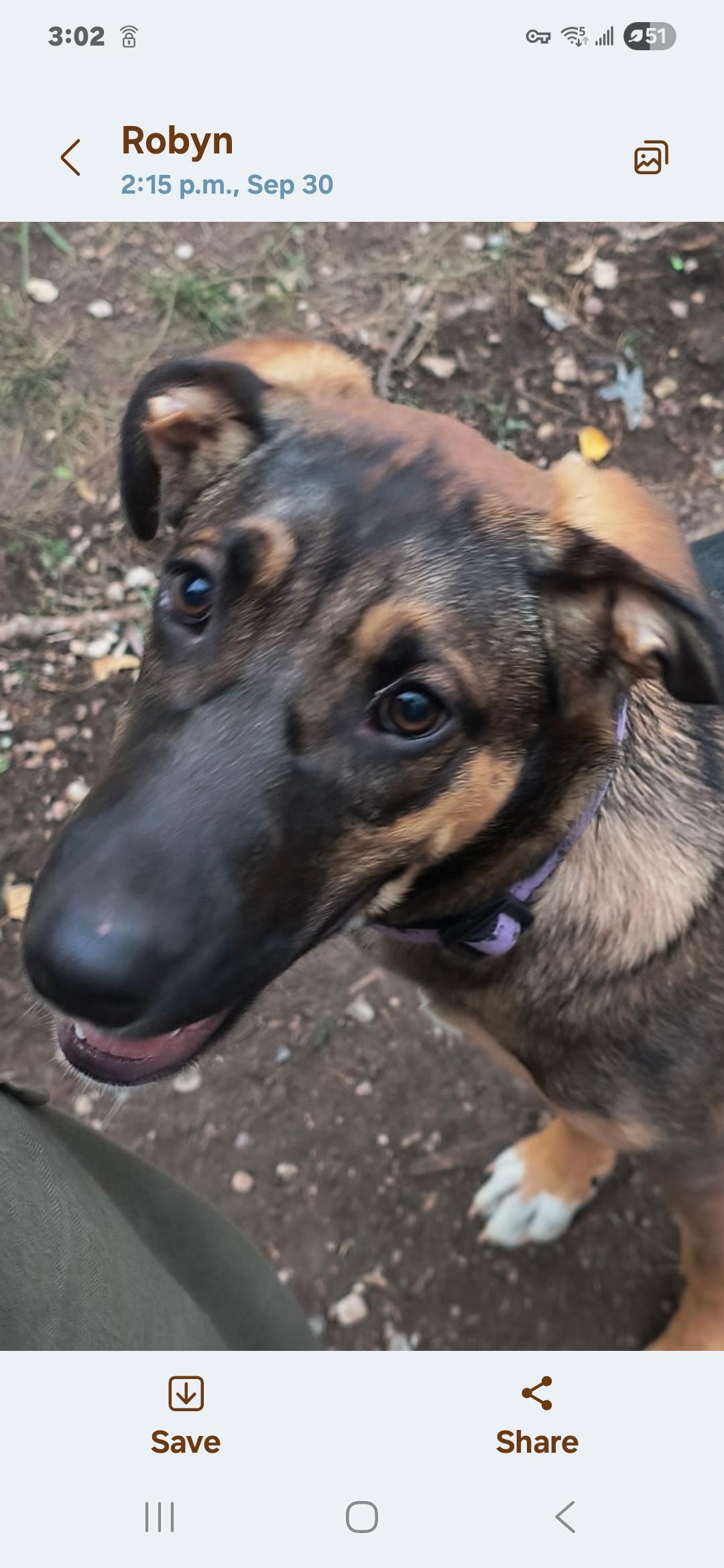 Jack, Adopted, Young Male German Shepherd Dog & Husky.