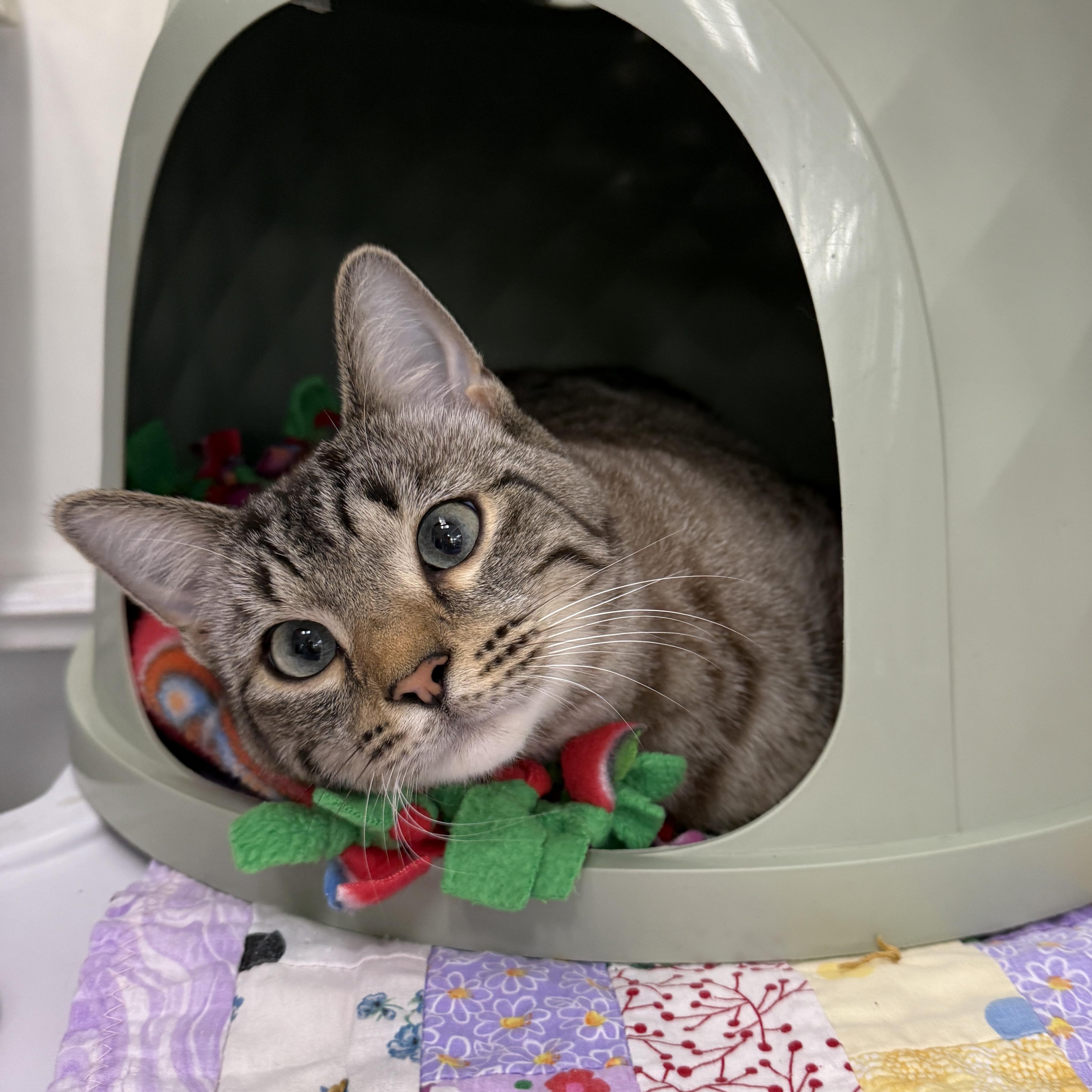Koda, Adoptable, Young Male Domestic Short Hair.