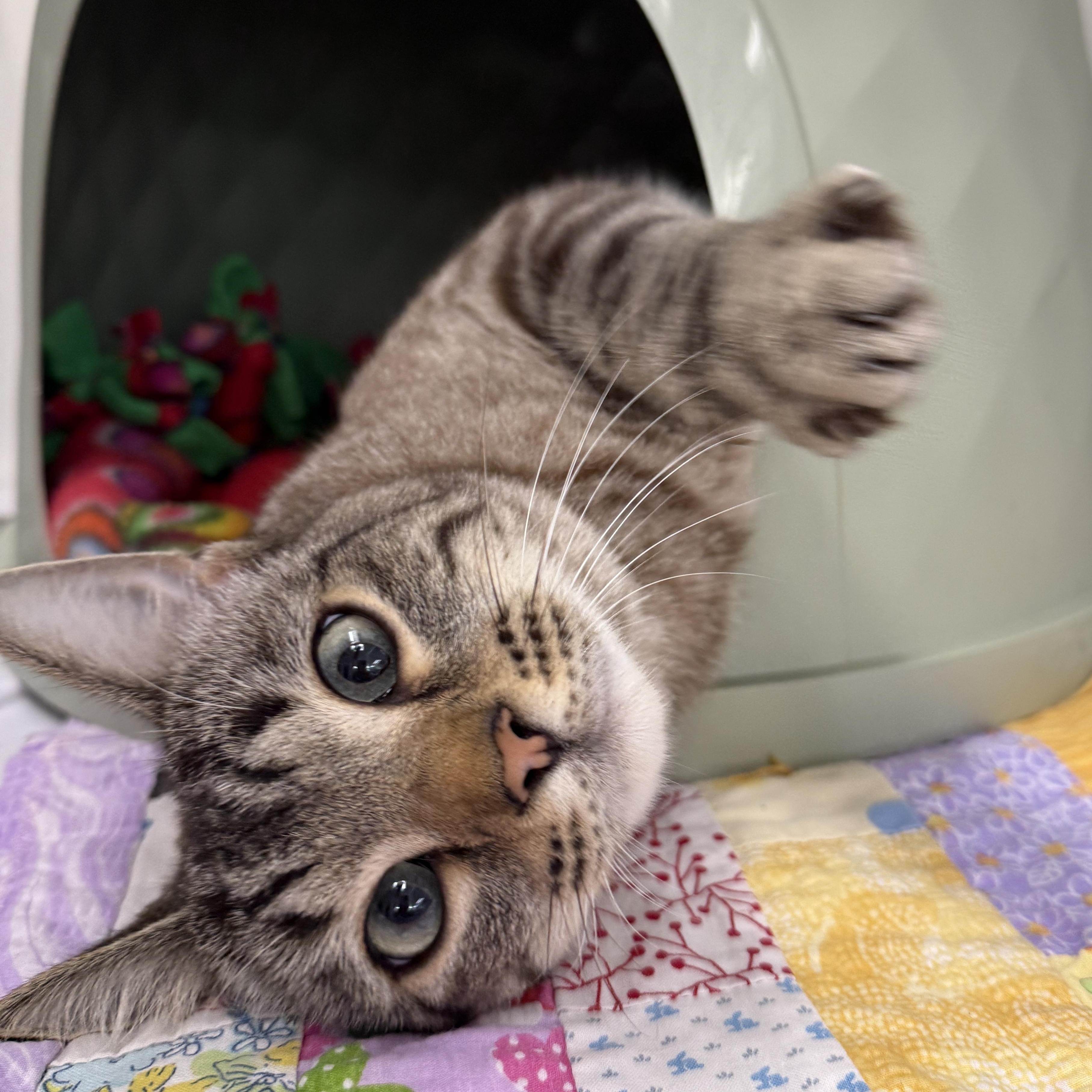 Enlarge Koda, a Adoptable Domestic Short Hair in Oconto, WI image 2/2