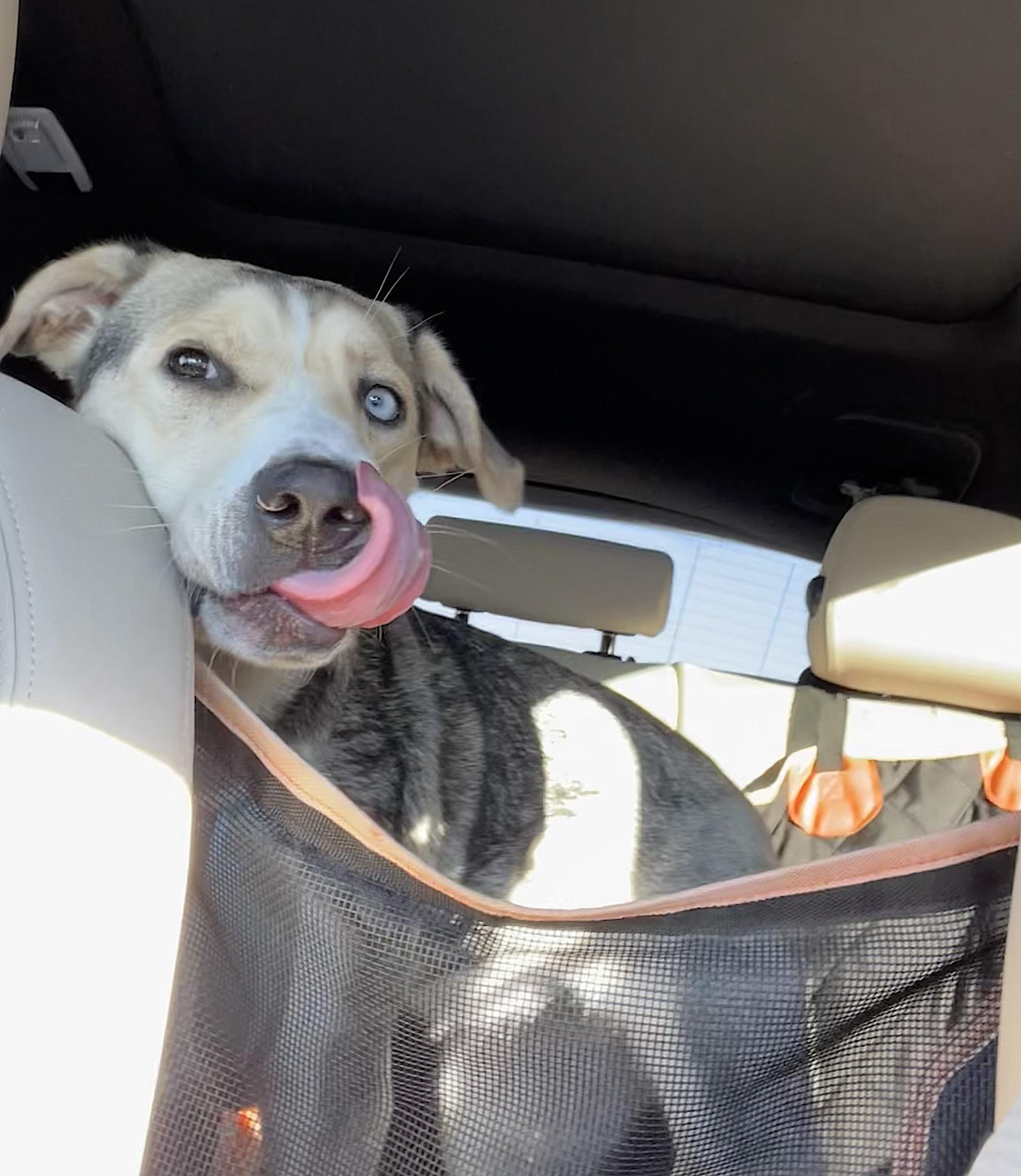 Enlarge Lola, an adopted mixed breed in Amherst, MA image 5/6