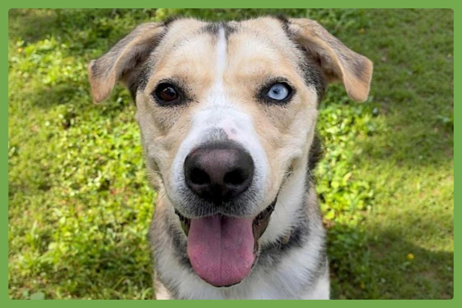 Enlarge Lola, an adopted mixed breed in Amherst, MA image 1/6