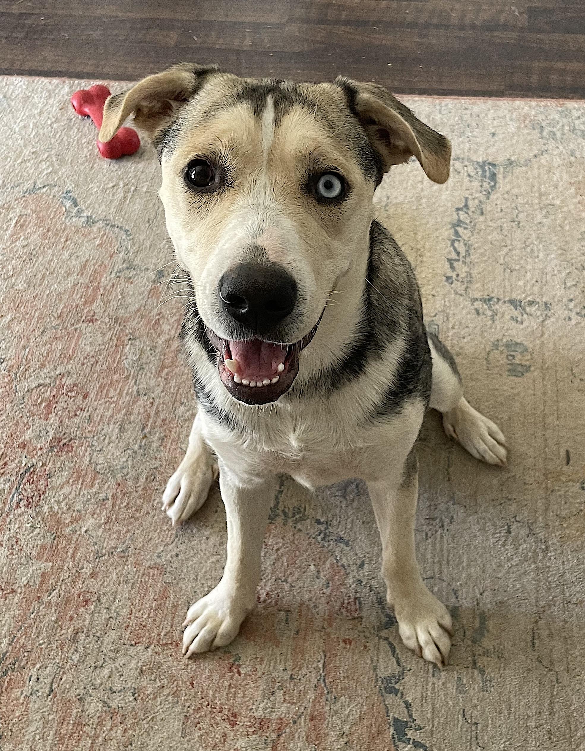 Enlarge Lola, an adopted mixed breed in Amherst, MA image 4/6