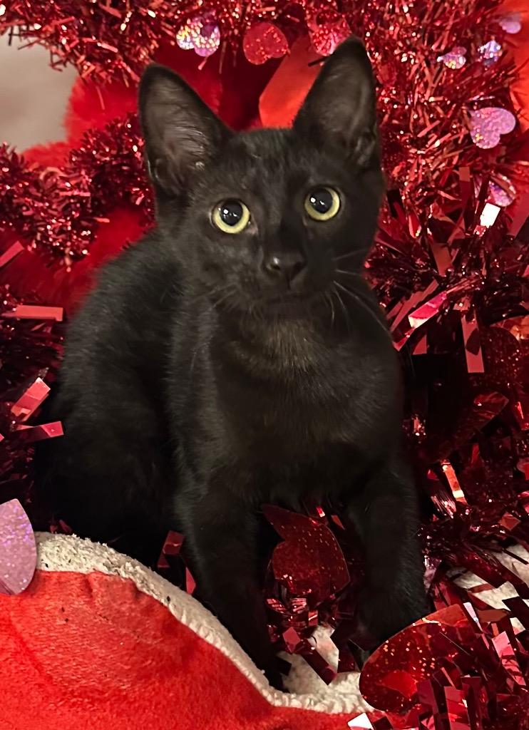 11/25/25 Wasabi, Adoptable, Kitten Female Domestic Short Hair.