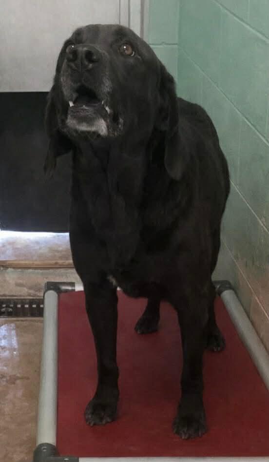 Violet, Adoptable, Adult Female Hound.