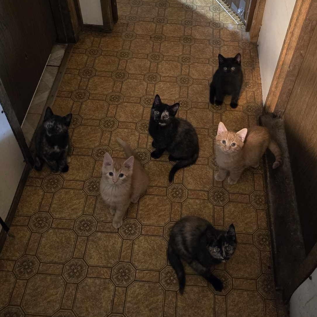 Shiitake, a Adopted Domestic Short Hair in Conway, SC image 4/4