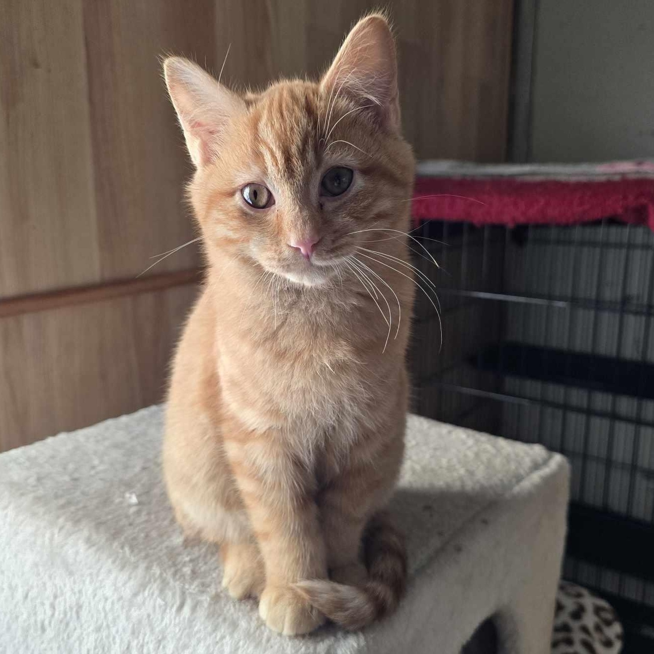 Shiitake, Adopted, Young Male Domestic Short Hair.