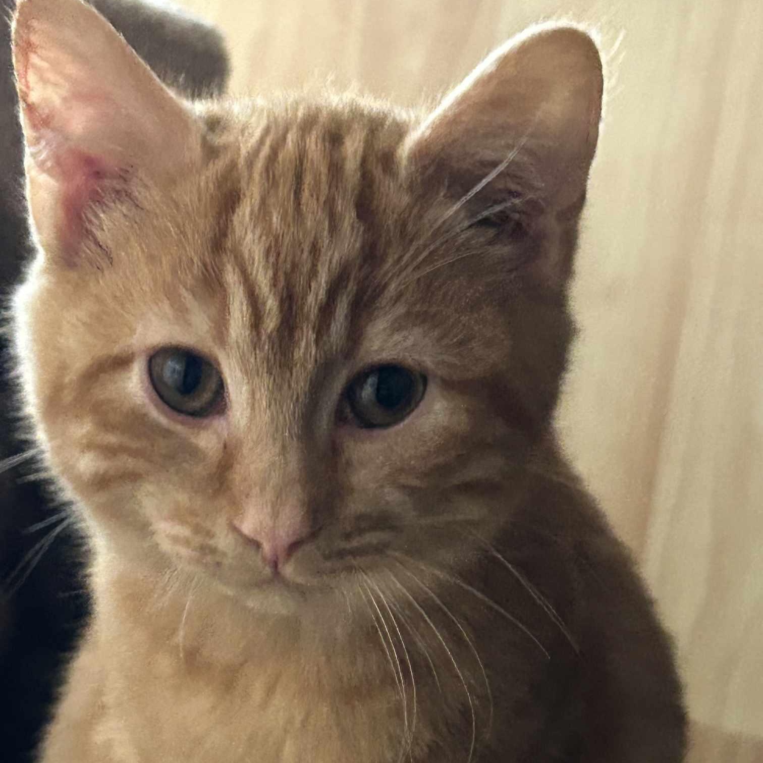 Shiitake, a Adopted Domestic Short Hair in Conway, SC image 3/4