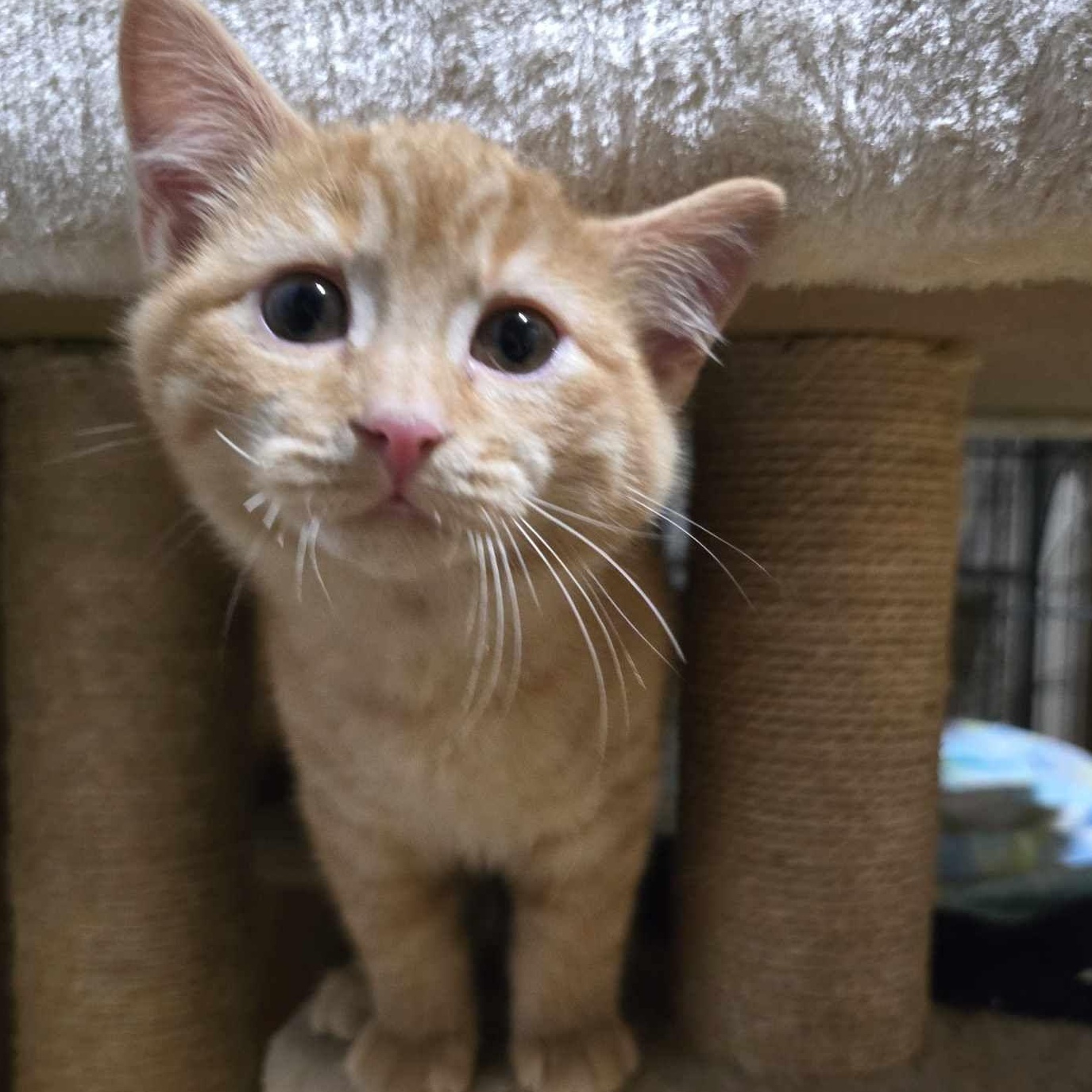 Shiitake, a Adopted Domestic Short Hair in Conway, SC image 2/4