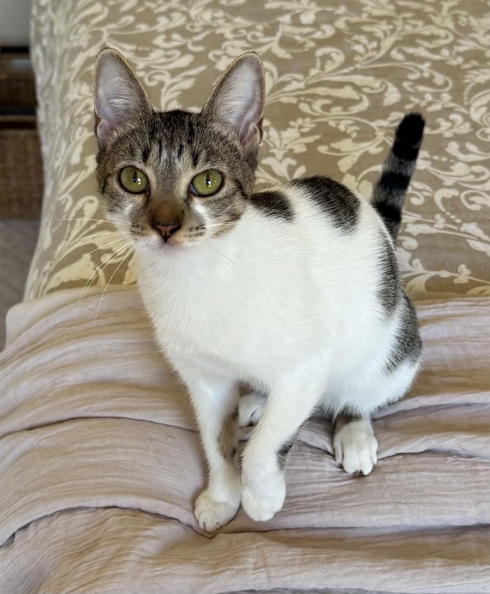 Gypsy, ADOPTABLE, Kitten Female Domestic Short Hair.