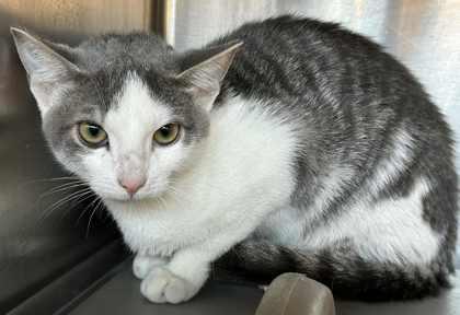 Enlarge Bunny, a Adoptable Domestic Short Hair in Shreveport, LA image 1/2