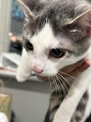 Enlarge Bunny, a Adoptable Domestic Short Hair in Shreveport, LA image 2/2