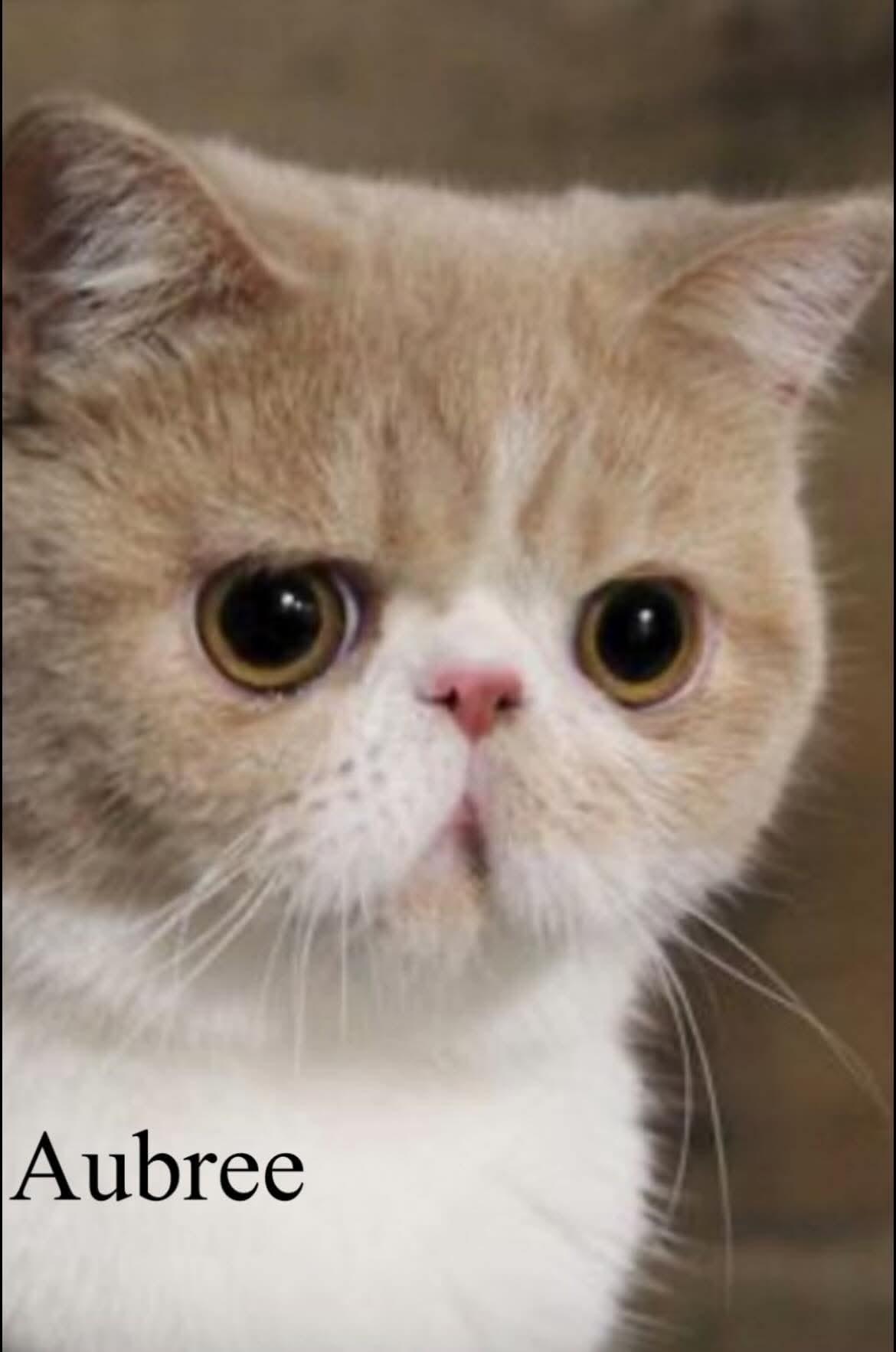 Aubree, Adoptable, Adult Female Exotic Shorthair.