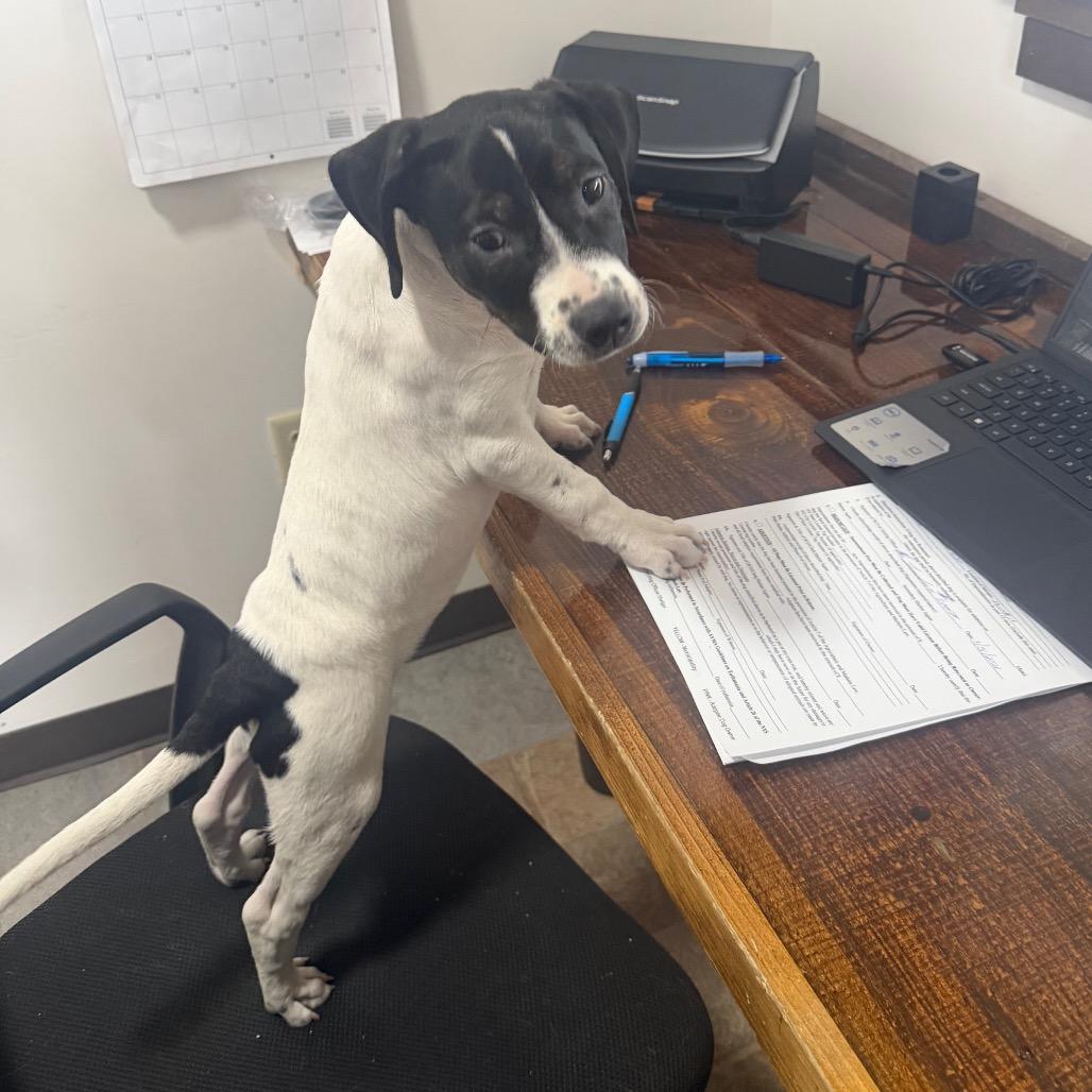 Brandy, Adoptable, Puppy Female Mixed Breed.