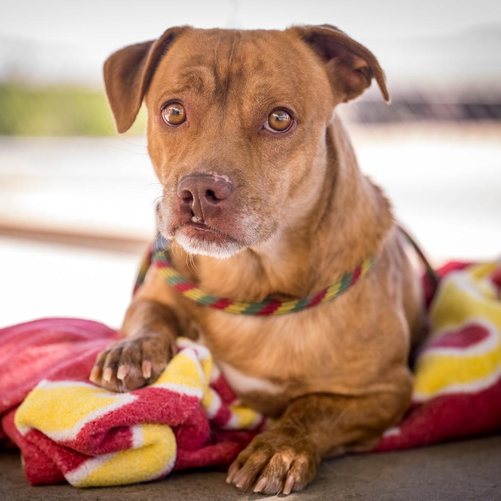 WYCLEF, ADOPTABLE, Young Male Cocker Spaniel & American Bully.