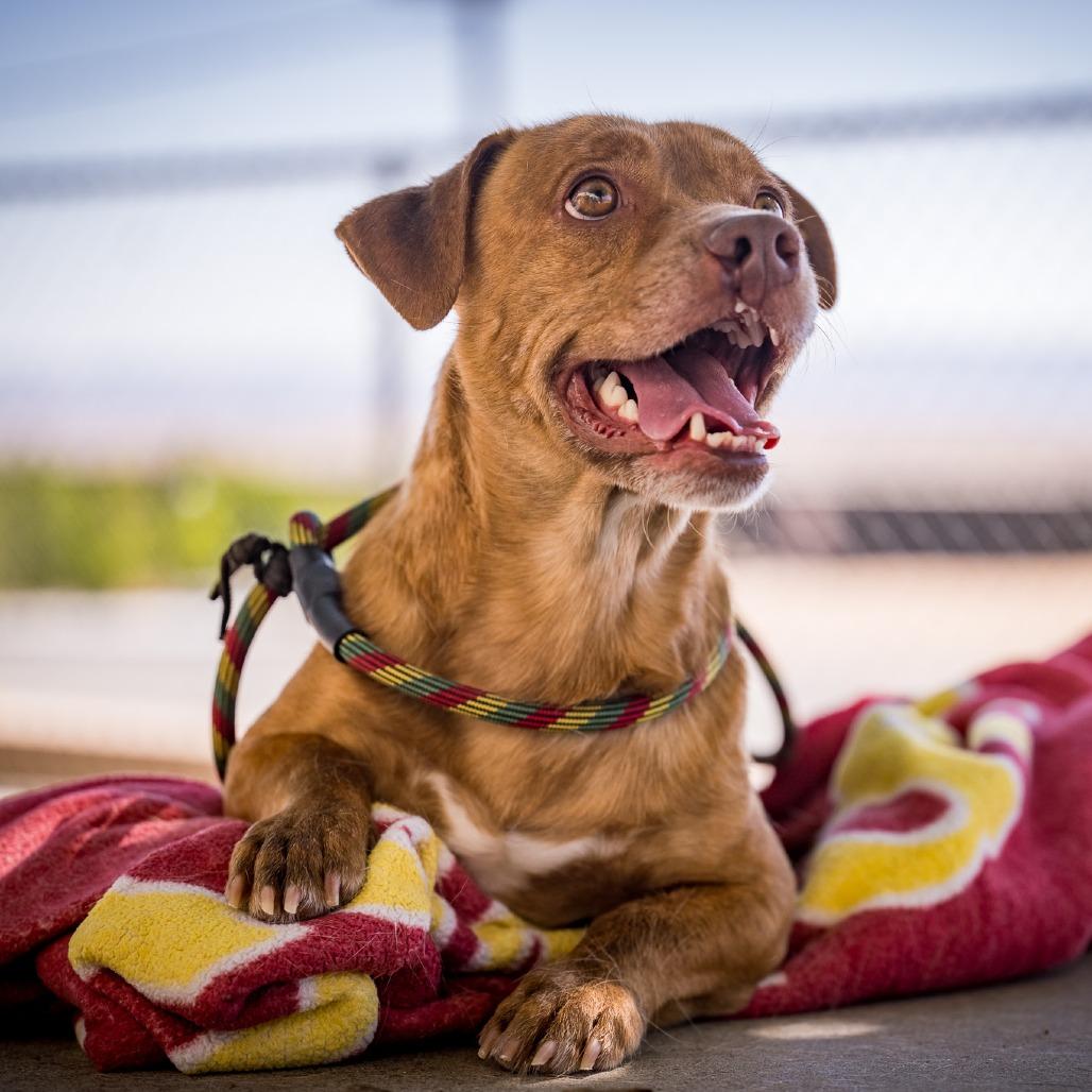 Enlarge WYCLEF, a ADOPTABLE mixed breed in Joshua Tree, CA image 2/2