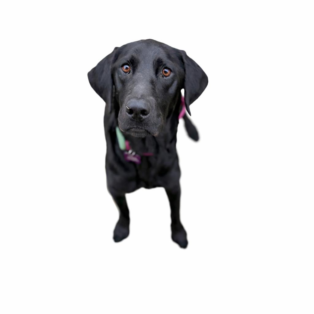 Etta, adoptable, Young Female Black Labrador Retriever.