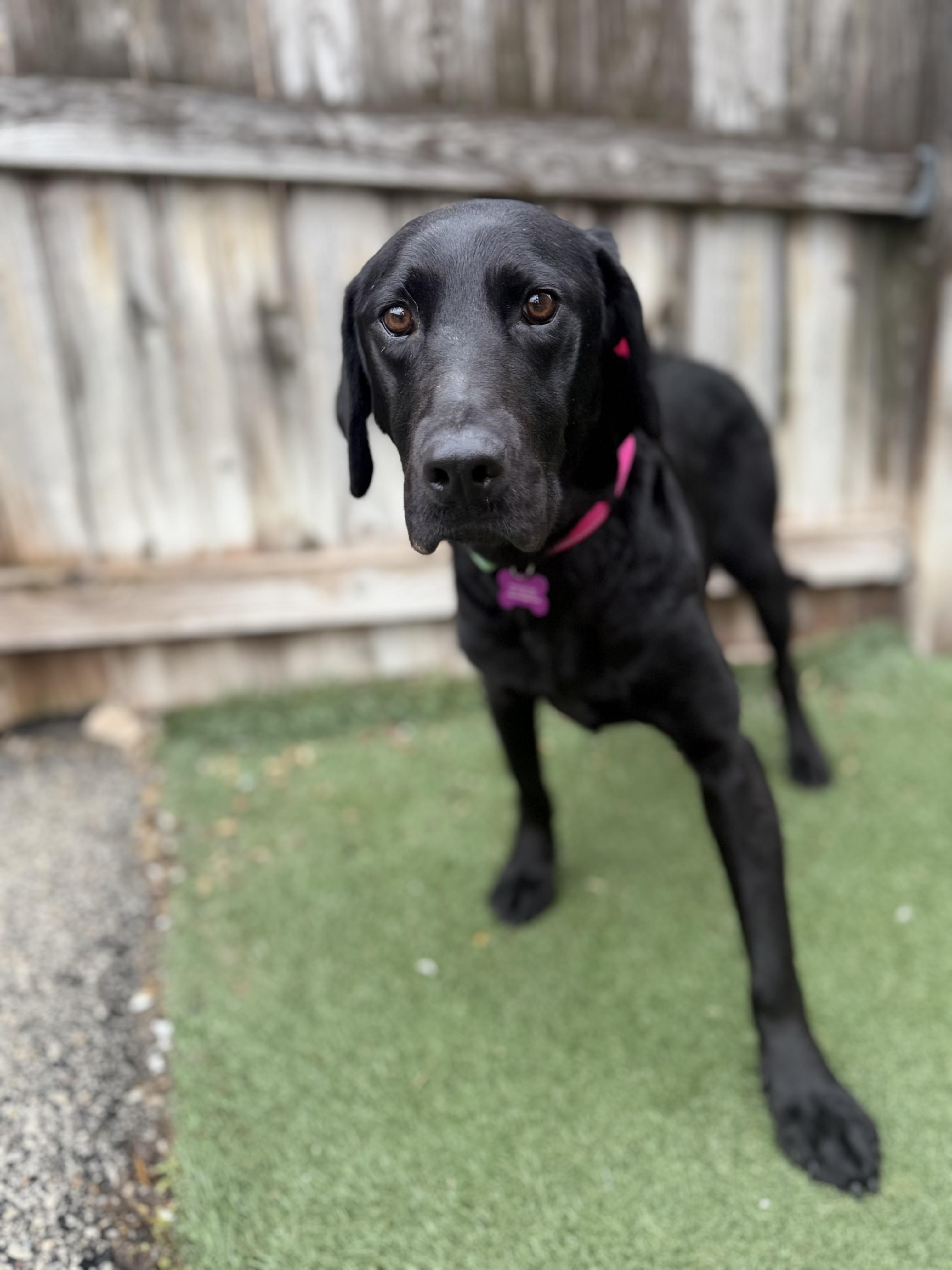 Enlarge Etta, an adoptable mixed breed in Itasca, IL image 2/3