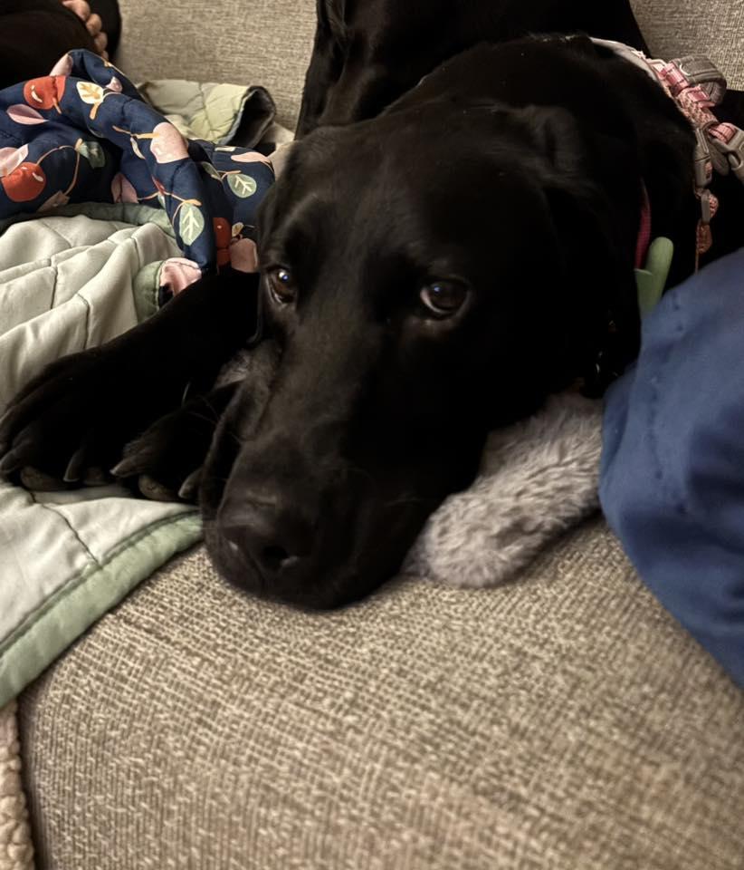 Enlarge Etta, an adoptable mixed breed in Itasca, IL image 4/4