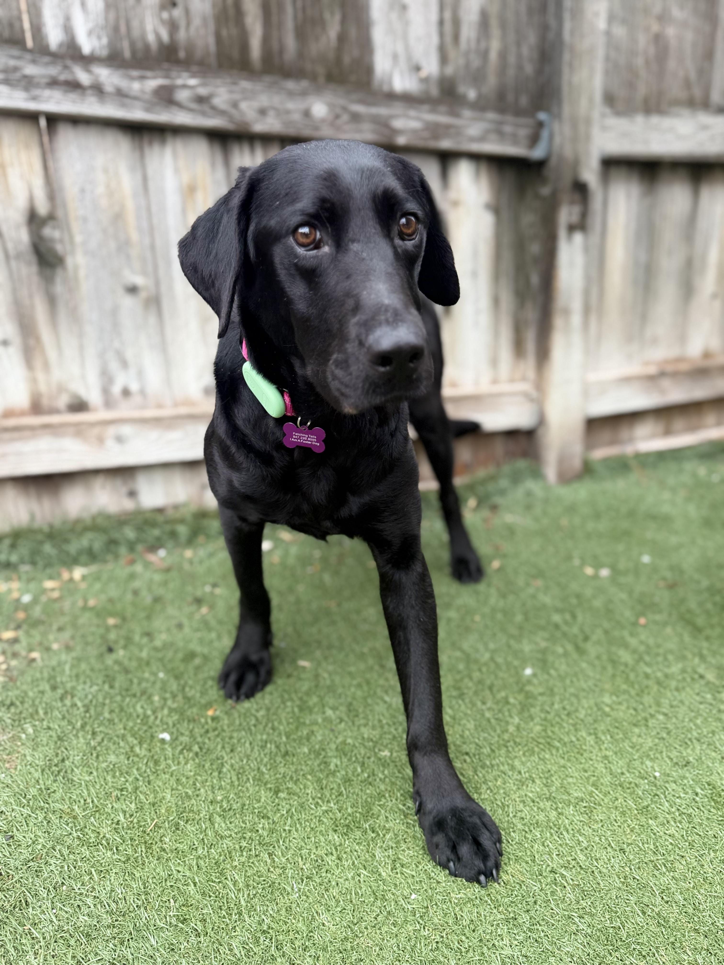 Etta, adoptable, Young Female Black Labrador Retriever.