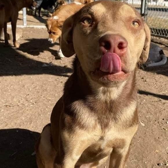 Rugby, a Adoptable mixed breed in Madison, WI image 6/6