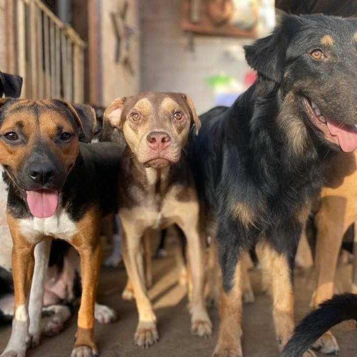 Rugby, a Adoptable mixed breed in Madison, WI image 2/6