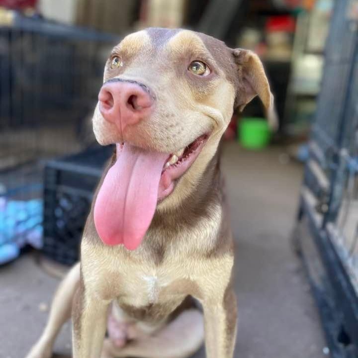 Rugby, a Adoptable mixed breed in Madison, WI image 5/6