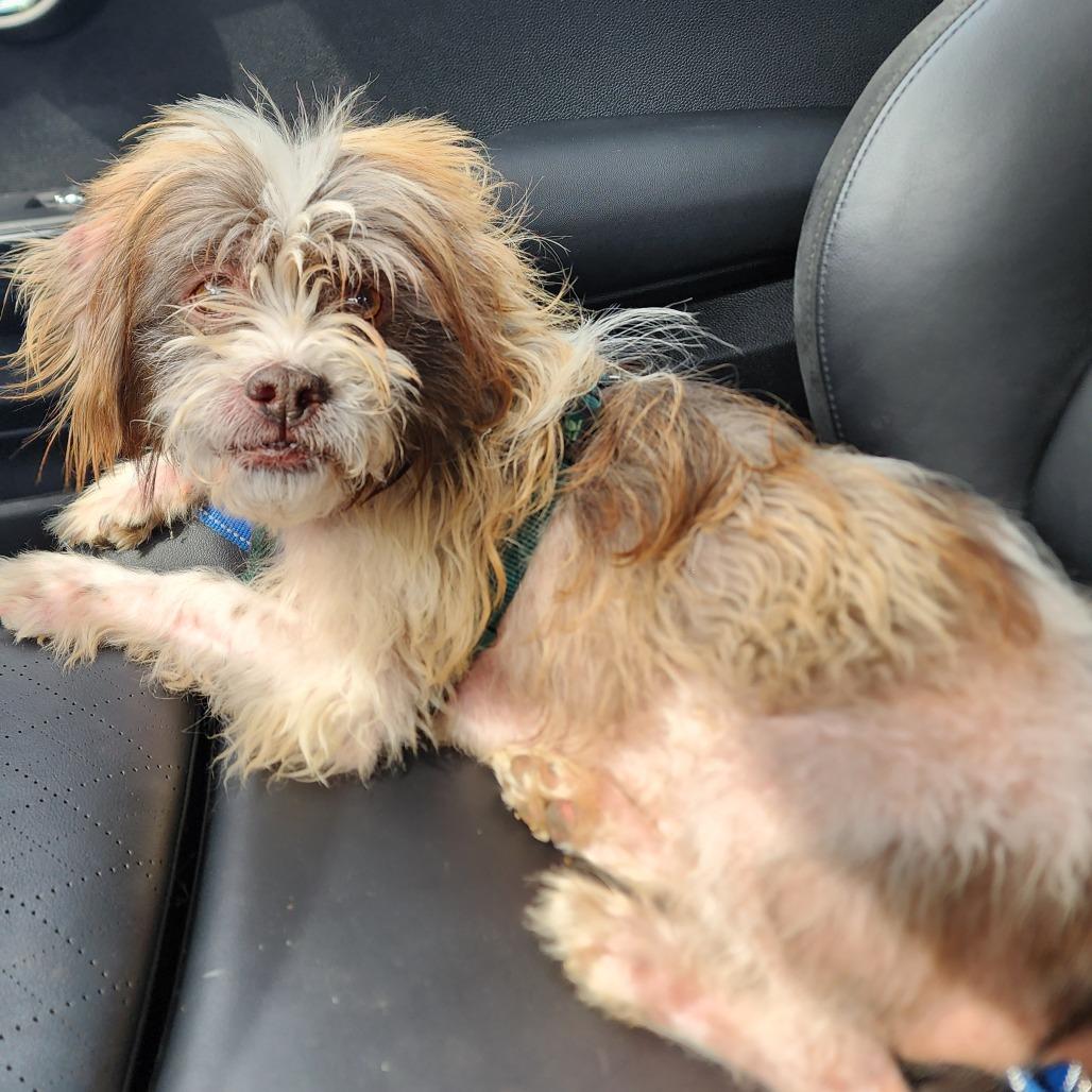 Beans, Adoptable, Young Male Lhasa Apso & Mixed Breed.