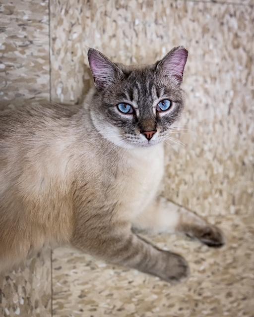 Enlarge Parm, a Adoptable mixed breed in Albuquerque, NM image 3/6