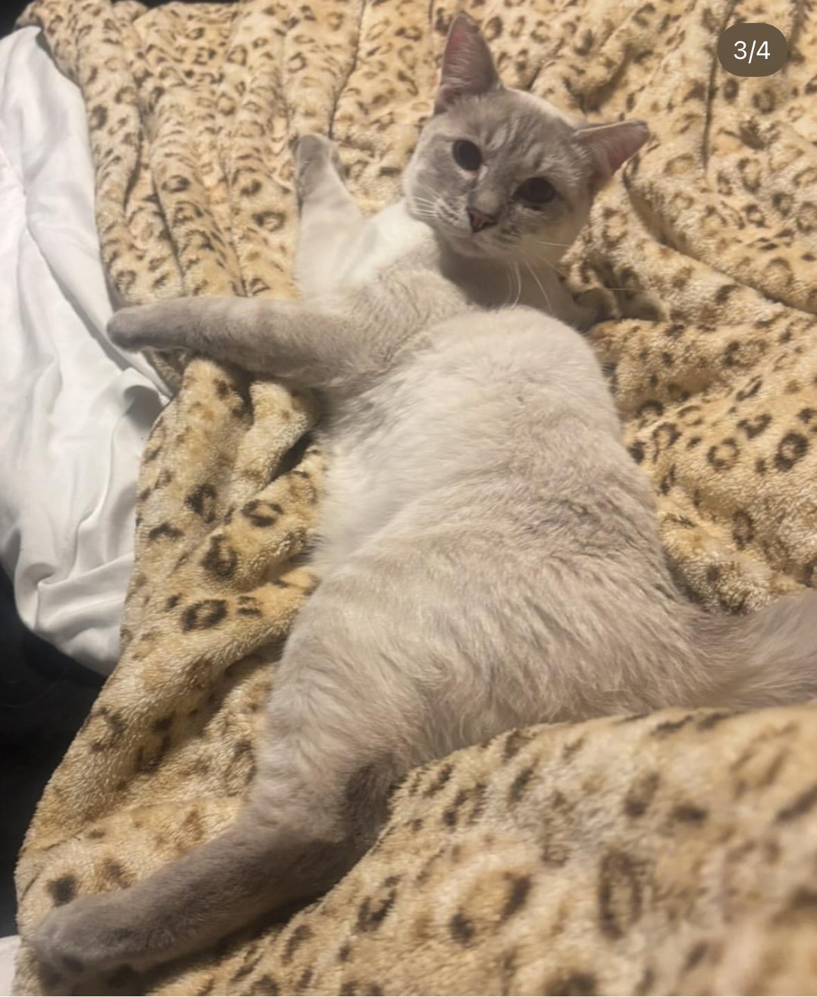 Enlarge Parm, a Adoptable mixed breed in Albuquerque, NM image 5/6