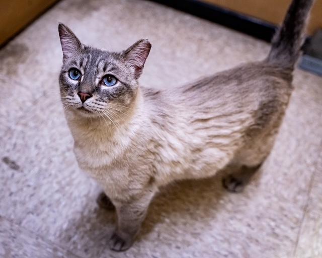 Enlarge Parm, a Adoptable mixed breed in Albuquerque, NM image 2/6