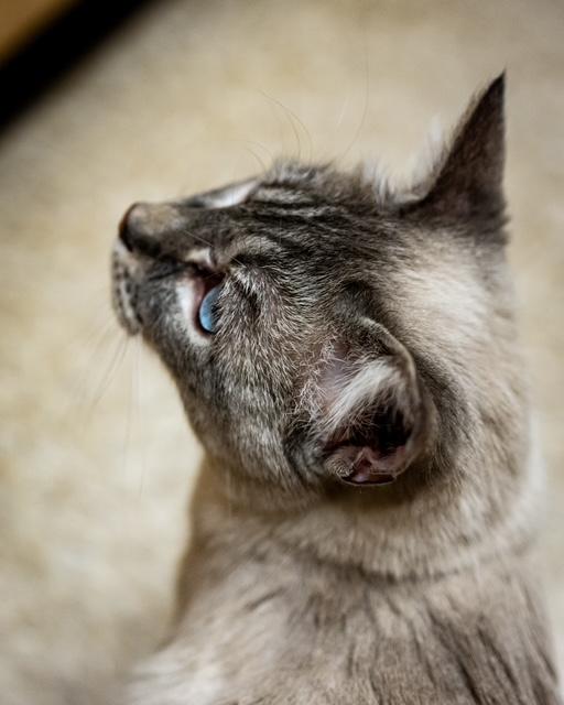 Enlarge Parm, a Adoptable mixed breed in Albuquerque, NM image 4/6