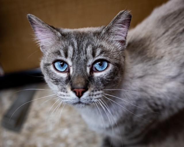 Enlarge Parm, a Adoptable mixed breed in Albuquerque, NM image 1/6