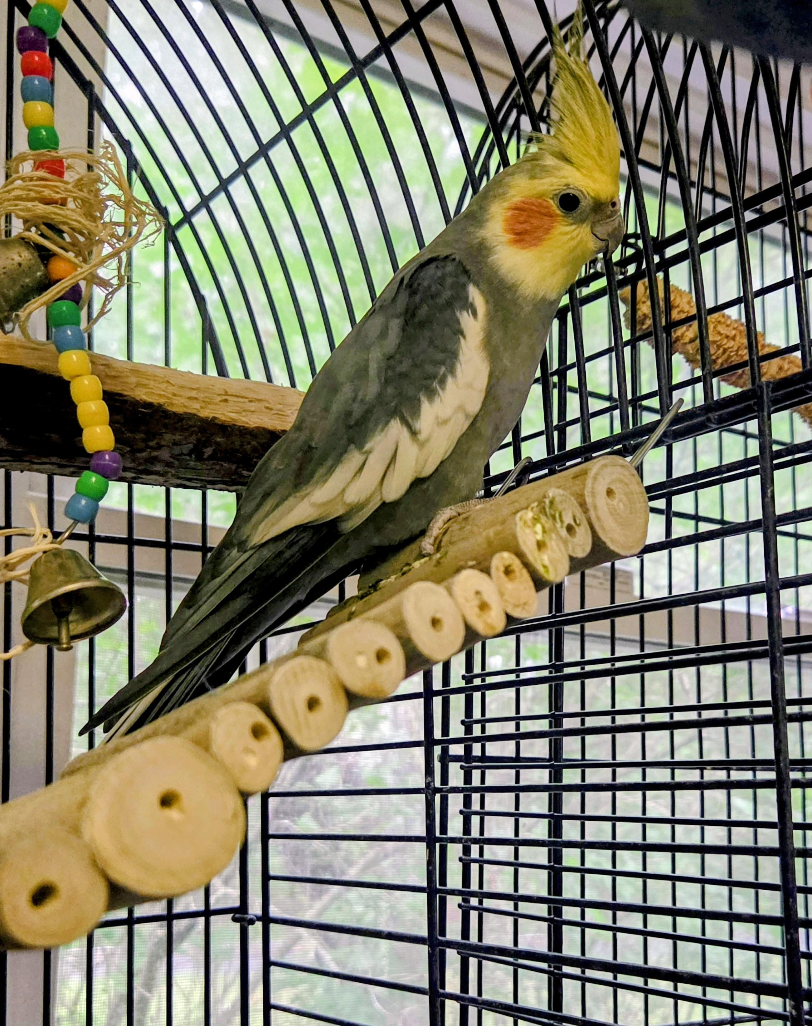 Milo, adopted, Adult Unknown Cockatiel.