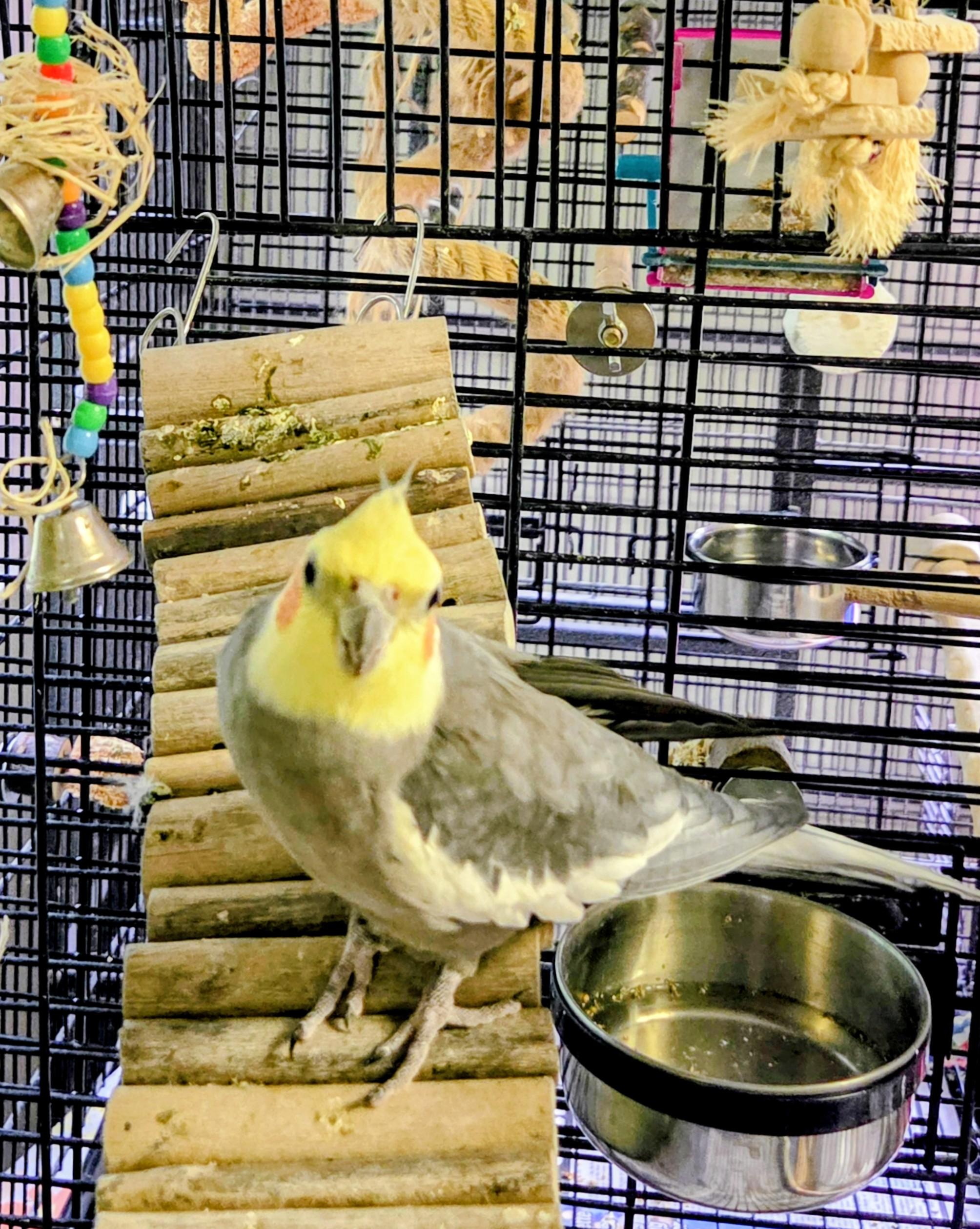 Enlarge Milo, an adopted Cockatiel in Middle Island, NY image 3/3